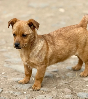 Donka ist ein Gute-Laune-Paket