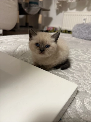 BKH britischkurzhaar bluepoint