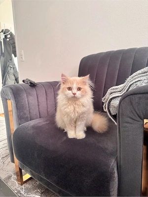 Britische langhaarige Mädchen 