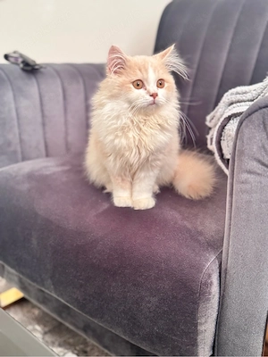 Britische langhaarige Mädchen 