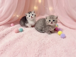 Zuckersüsse Reinrassige Bkh Kitten