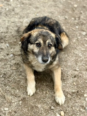 Mortimer kann dein Begleiter fürs Leben werden Bild 7