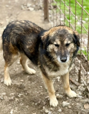 Mortimer kann dein Begleiter fürs Leben werden Bild 6