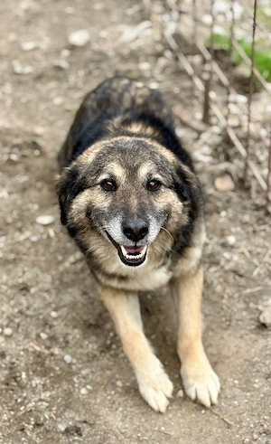 Mortimer kann dein Begleiter fürs Leben werden Bild 9