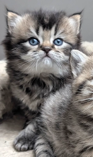 Bkh Britisch Kurzhaar Kitten  Kätzchen