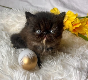 Perser Kätzchen 
