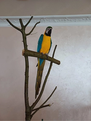 Gelbrustara  Ara Henne sucht ein tolles Zuhause Handzarm 