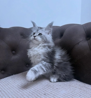 Maine-Coon-Kätzchen   gesund, verspielt und verschmust Bild 2