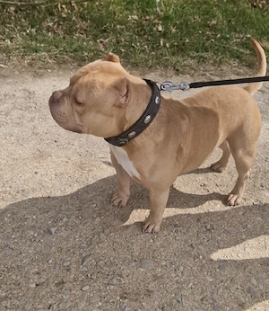 American Bully Pocket Rüde