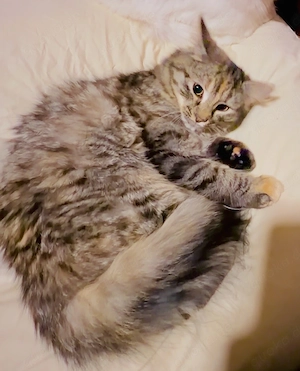   Zauberhaftes Maine-Coon-Angora Mädchen sucht liebevolles Zuhause  Bild 4