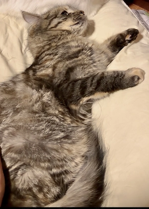   Zauberhaftes Maine-Coon-Angora Mädchen sucht liebevolles Zuhause  Bild 5