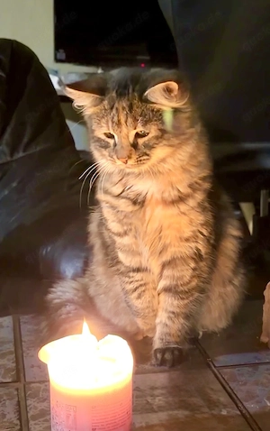   Zauberhaftes Maine-Coon-Angora Mädchen sucht liebevolles Zuhause  Bild 3