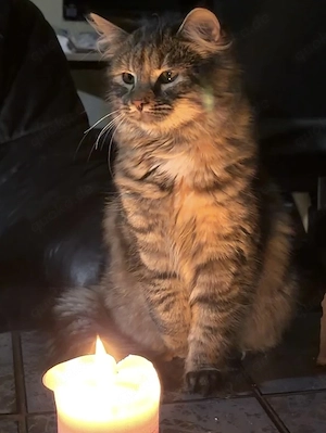   Zauberhaftes Maine-Coon-Angora Mädchen sucht liebevolles Zuhause  Bild 2