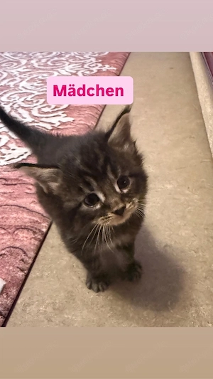 Süße 2 zauberhafte Maine Coon (weiblich)