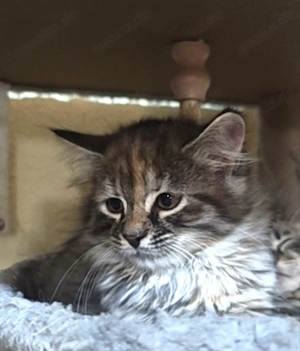   Zauberhaftes Maine-Coon-Angora Mädchen sucht liebevolles Zuhause  Bild 7