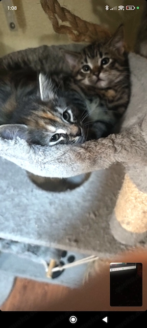   Zauberhaftes Maine-Coon-Angora Mädchen sucht liebevolles Zuhause  Bild 10