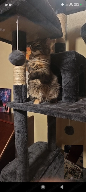   Zauberhaftes Maine-Coon-Angora Mädchen sucht liebevolles Zuhause  Bild 6