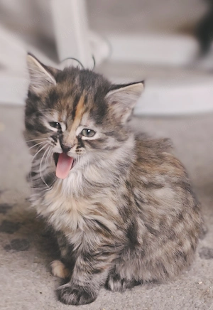  Zauberhaftes Maine-Coon-Angora Mädchen sucht liebevolles Zuhause  Bild 8