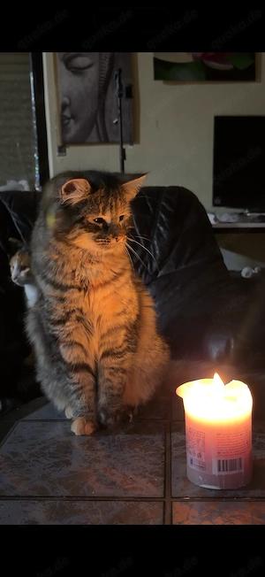   Zauberhaftes Maine-Coon-Angora Mädchen sucht liebevolles Zuhause  Bild 9