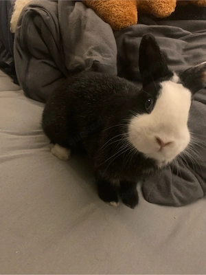 das ist oreo und oreo sucht ein neues zuhause und ihre schwester fussel auch 