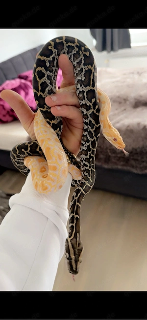 Python bivittatus Tigerpython 