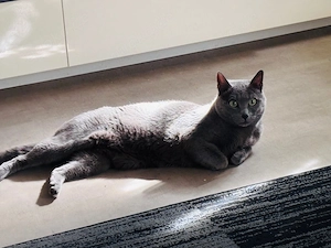 deckkater russich Blau