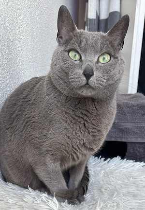 deckkater russich Blau Bild 2