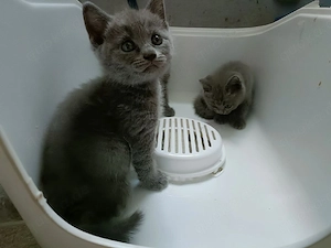 Britisch Kurzhaar-Kätzchen