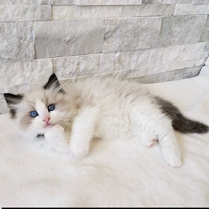 Ragdoll-Kitten. Ab Samstag, dem 30. Mai, bereit für ihr neues Zuhause   bereits geimpft und tierärzt Bild 2