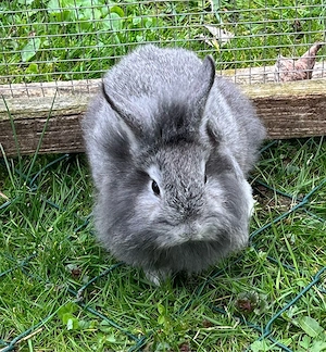 Zwergkaninchen 3 Männchen und 1 Weibchen Bild 6