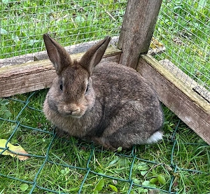 Zwergkaninchen 3 Männchen und 1 Weibchen Bild 7