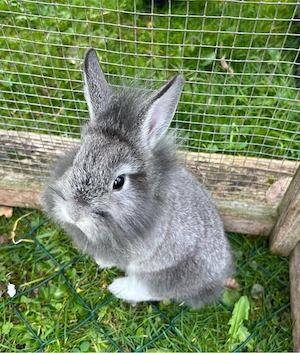 Zwergkaninchen 3 Männchen und 1 Weibchen Bild 5