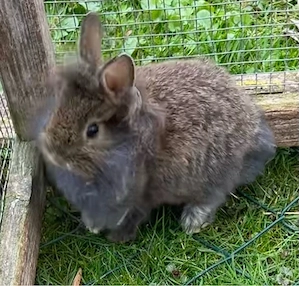 Zwergkaninchen 3 Männchen und 1 Weibchen Bild 4