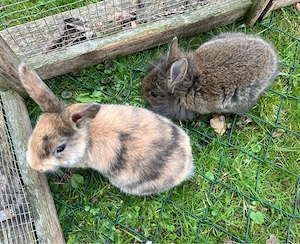 Zwergkaninchen 3 Männchen und 1 Weibchen Bild 10
