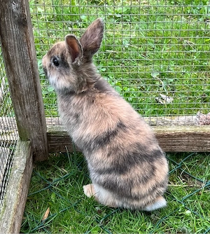 Zwergkaninchen 3 Männchen und 1 Weibchen Bild 3