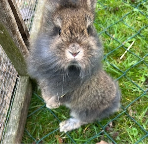 Zwergkaninchen 3 Männchen und 1 Weibchen Bild 8