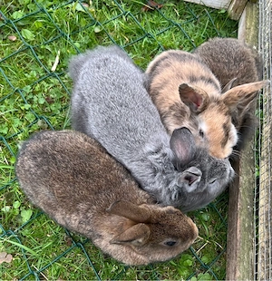 Zwergkaninchen 3 Männchen und 1 Weibchen Bild 2