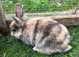 Zwergkaninchen 3 Männchen und 1 Weibchen Bild 9