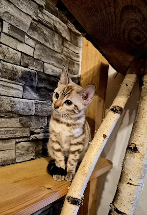 Wunderschöne Bengal Kitten  Bild 4