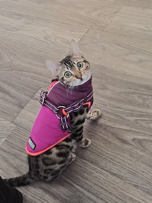 Wunderschöne Bengal Kitten  Bild 3