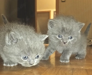 Kuschelige BKH Kitten 