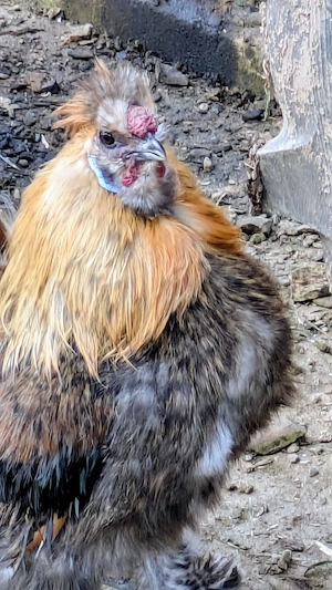 Seidenhuhn Hähne abzugeben 