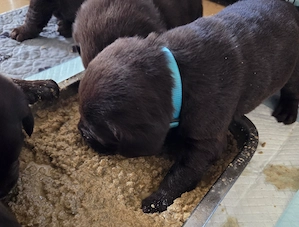 Labrador Welpen schokobraun, Ahnentafel, liebevolle Hausaufzucht, beide Elterntiere vor Ort