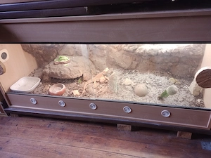 Bartagamen männlich