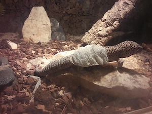 Geckopärchen zu verkaufen