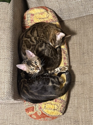 reinrassige Bengal (Marble) Katze 8 Monate abgeben