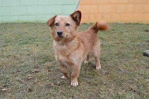 SVONKY, Dackel Pinscher Mischling (kastriert) SGB 595,00   