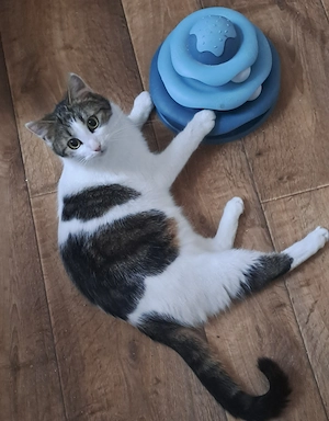 Kater " Willi " kastriert