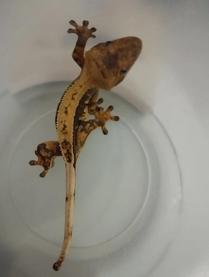 Kronengecko 1 Männchen+2 Weibchen 