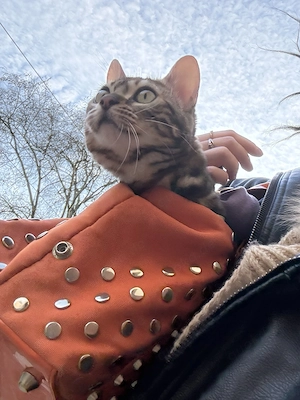 reinrassige Bengal (Marble) Katze 8 Monate abgeben